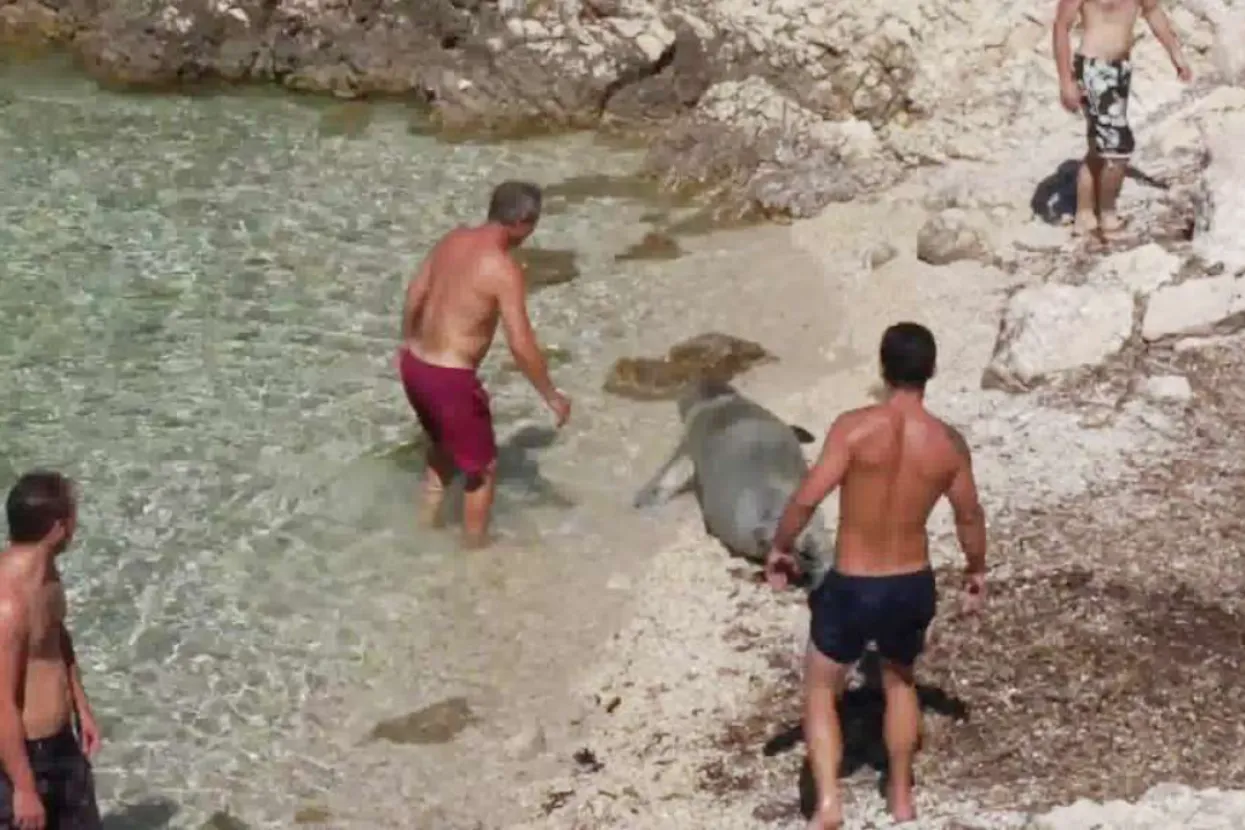 Sredozemna medvjedica na dubrovačkom kupali&scaron;tu