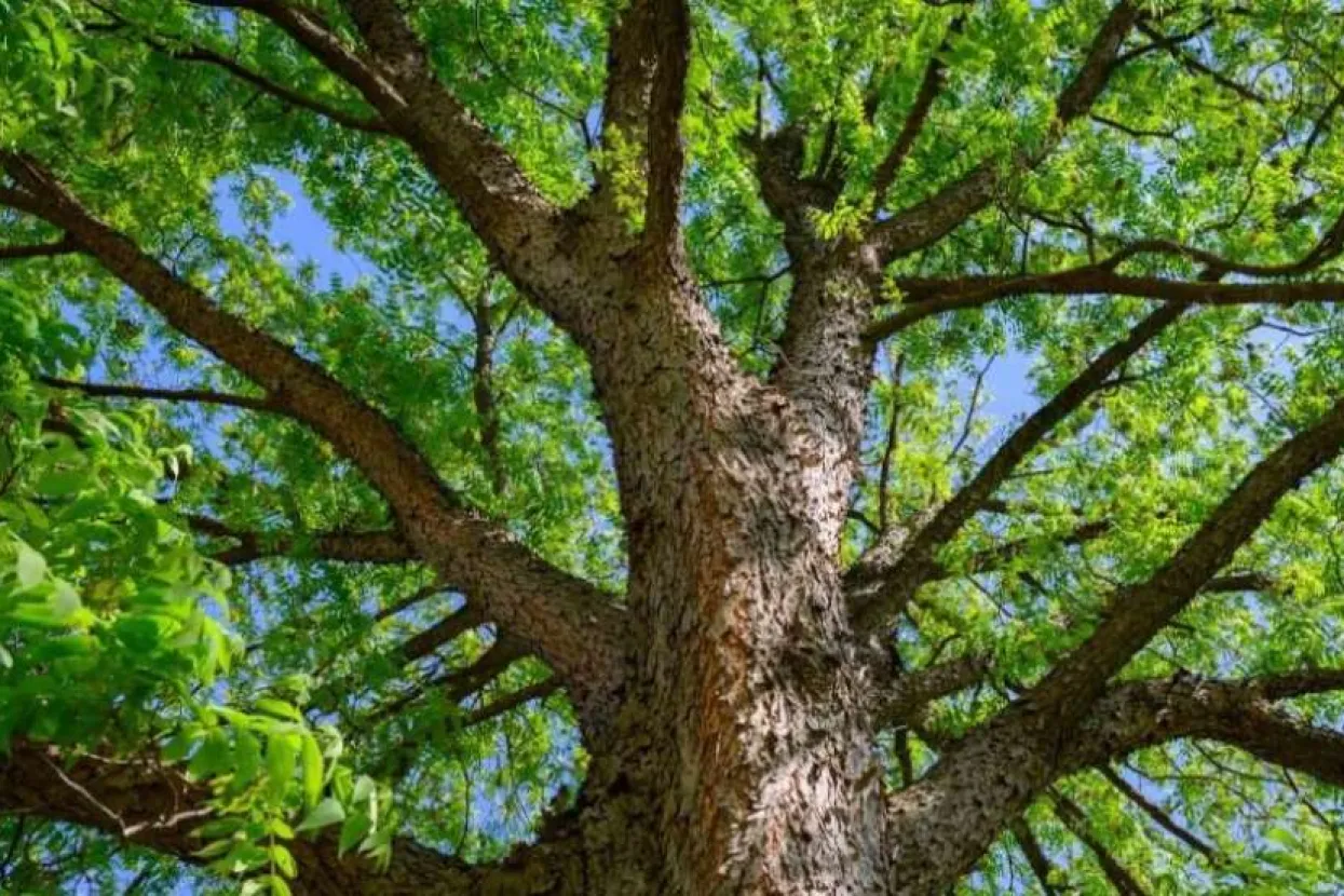 Grad Mostar nominirao tri stabla za 'Stablo godine u BiH'