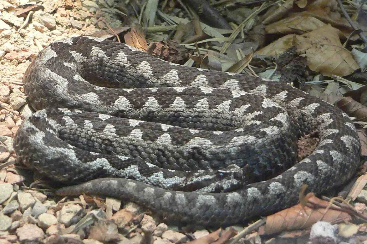 Ilustrativna fotografija