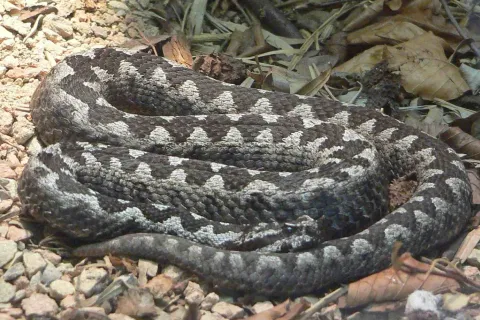 Ilustrativna fotografija