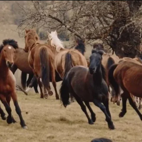 Divlji konji u Livnu