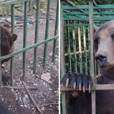 Medvjed Ljubo živi u te&scaron;kim uvjetima