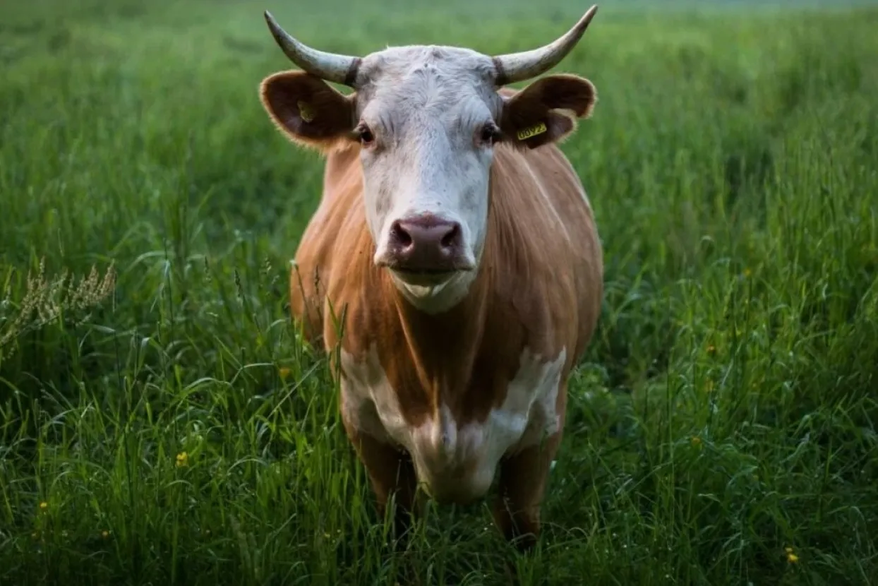 Ilustrativna fotografija