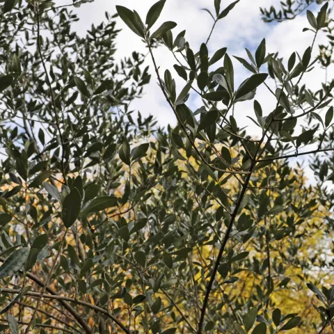 MOSTAR, 5. prosinca (FENA)&ndash; Hercegovina ima oko 93.000 stabala masline koja daju iznimno kvalitetno maslinovo ulje, a u razgovoru za Fenu direktor Federalnog agromediteranskog zavoda (FAZ) iz Mostara Marko Ivanković je rekao kako se svake godine posadi 10 do 15 tisuća novih stabala ove mediteranske biljke.(Foto FENA/Arhiva)