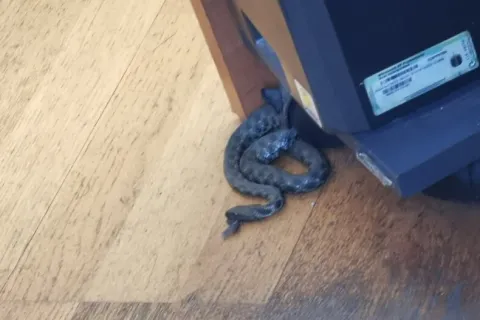 Zmija u prostorijama UIO