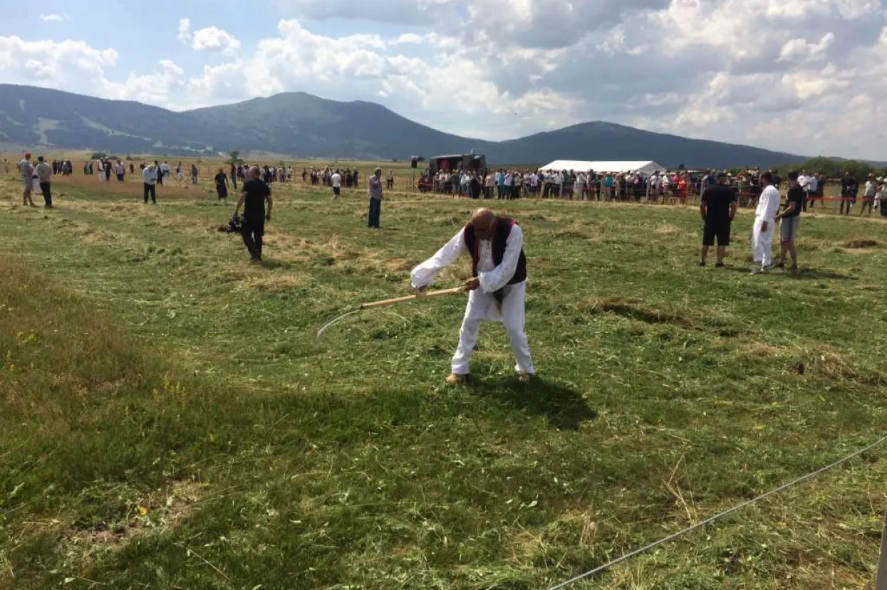 Dani kosidbe na Kupresu