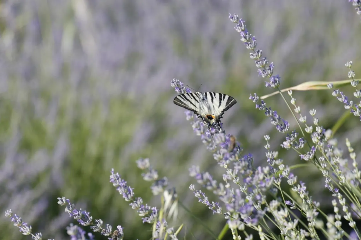Lavanda u Hercegovini