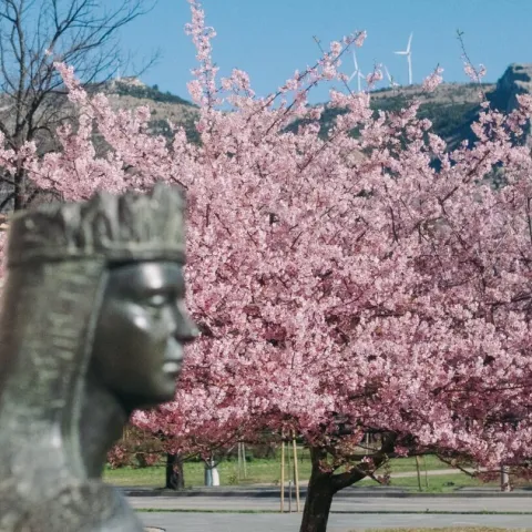 Procvjetale japanjske tre&scaron;nje u Mostaru/Ilustracija
