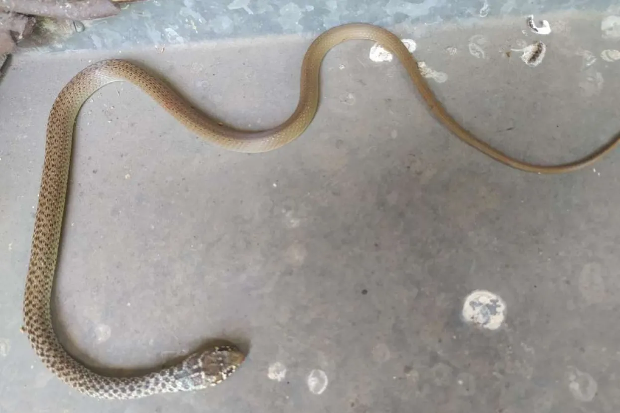 Zmije u Mostaru dogmizale do kuća i stanova, vatrogasci izvlačili zmiju iz stana u Crnici