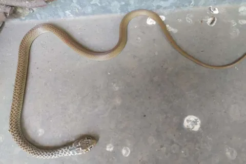 Zmije u Mostaru dogmizale do kuća i stanova, vatrogasci izvlačili zmiju iz stana u Crnici