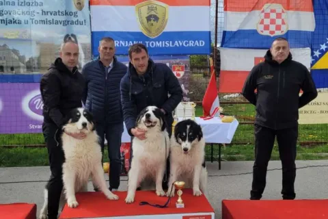 Pas tornjak Arambaša-Brumbi iz Šujice proglašen je najljepšim psom na specijaliziranoj izložbi tornjaka