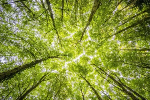 Priroda (Ilustracija)