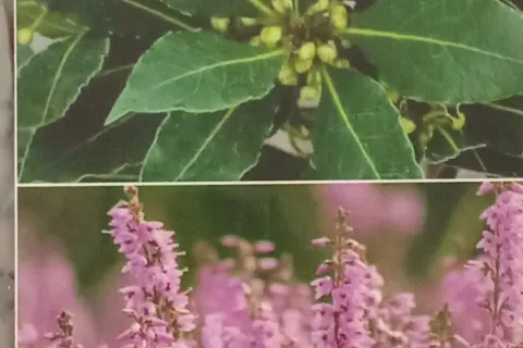 Neumski književnik Pero Pavlović objavio novu knjigu poezije "Lovorika i erika"