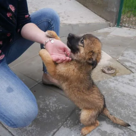 Tužiteljstvo ŽZH podignulo optužnicu zbog nesavjesnog pružanja veterinarske pomoći