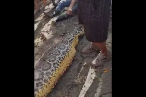 Muškarca u Indoneziji progutao piton od 8,5 metara 