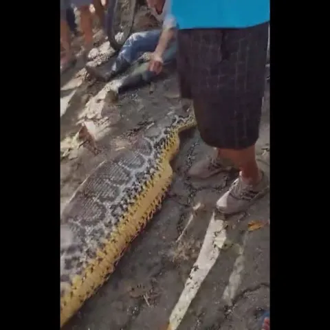 Mu&scaron;karca u Indoneziji progutao piton od 8,5 metara 