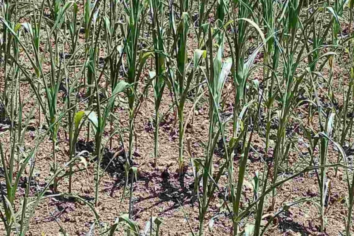 Poljoprivrednici upozoravaju na gubitke u prinosima kukuruza i poskupljenje stočne hrane