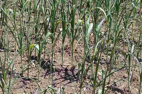 Poljoprivrednici upozoravaju na gubitke u prinosima kukuruza i poskupljenje stočne hrane