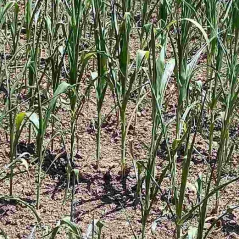 Poljoprivrednici upozoravaju na gubitke u prinosima kukuruza i poskupljenje stočne hrane
