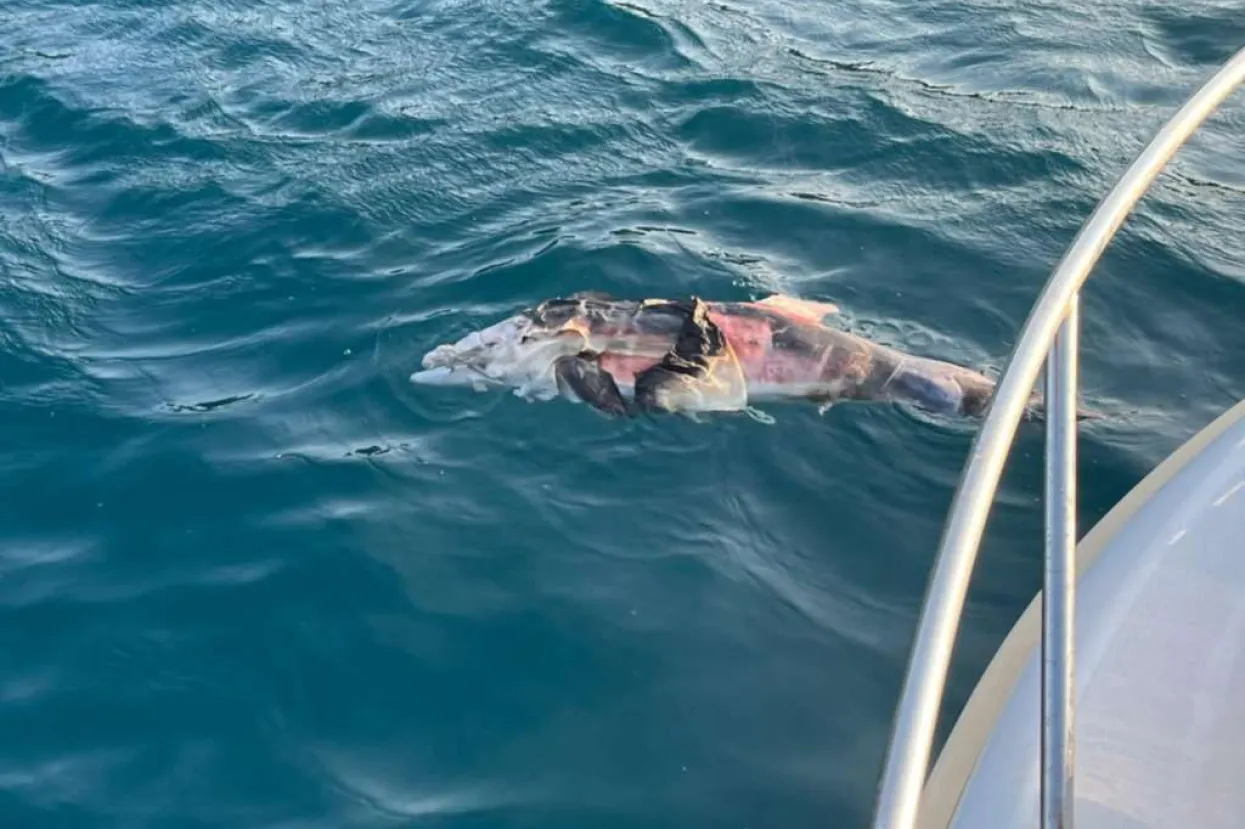 Uginuli dupin pronađen blizu Pelješkog mosta 