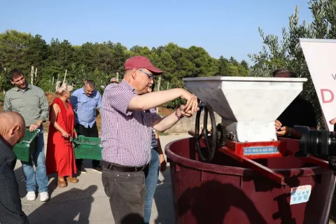 Počela berba grožđa: Hercegovački vinari očekuju kvalitetna vina 