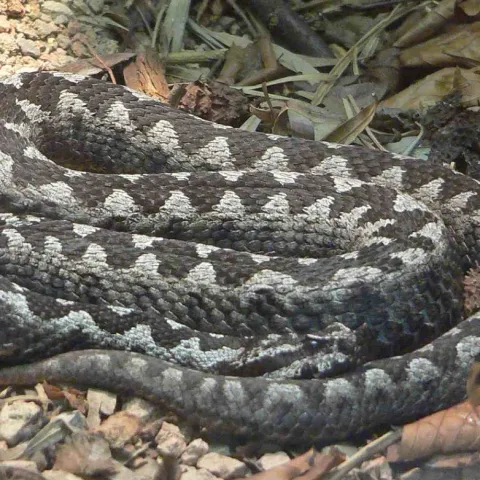 Ilustrativna fotografija