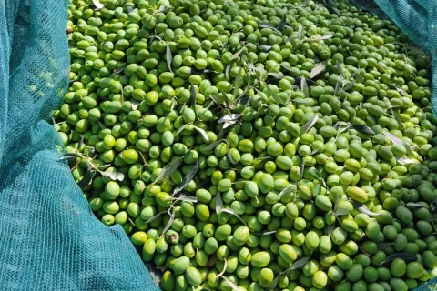 ДЊITLUK, 23. oЕѕujka (FENA) вЂ" Ilija MiletiД‡ iz Donjeg Velikog OgraД'enika maslinar je ДЌija maslinova ulja zadnjih godina na skoro svim natjecanjima ostvaruju vrhunske rezultate, a tako je bilo i na nedavno odrЕѕanom 9. Festivalu maslina u Zagrebu, odakle se ovaj broД‡anski maslinar vratio sa zlatnom medaljom.(Foto FENA/Branka Soldo)