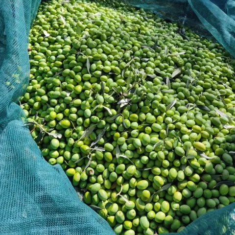 ДЊITLUK, 23. oЕѕujka (FENA) вЂ" Ilija MiletiД‡ iz Donjeg Velikog OgraД'enika maslinar je ДЌija maslinova ulja zadnjih godina na skoro svim natjecanjima ostvaruju vrhunske rezultate, a tako je bilo i na nedavno odrЕѕanom 9. Festivalu maslina u Zagrebu, odakle se ovaj broД‡anski maslinar vratio sa zlatnom medaljom.(Foto FENA/Branka Soldo)