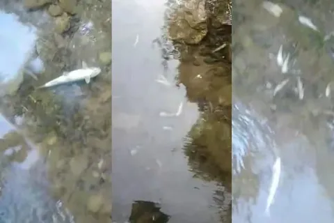 Ekološka katastrofa na Neretvi: Masovno uginuće ribe u blizini hidroelektrane Ulog