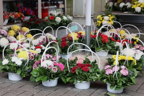 Ide blagdan Svih svetih, cvjećarnicama 'pune ruke posla' - cijene cvijeća blago narasle 