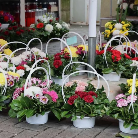 Ide blagdan Svih svetih, cvjećarnicama 'pune ruke posla' - cijene cvijeća blago narasle 