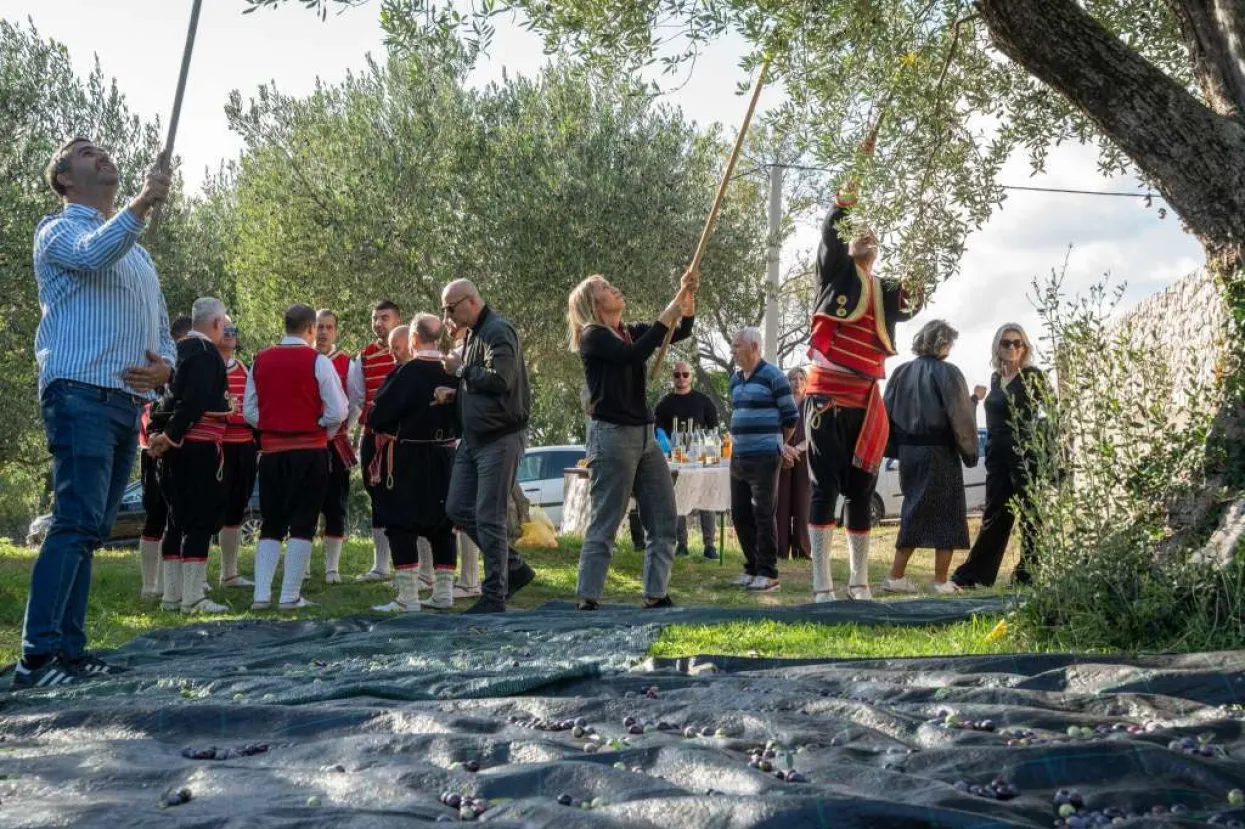 Zatvoreni 'Dani berbe maslina u Hercegovini': Prezentirano tradicionalno branje i prerada ulja 