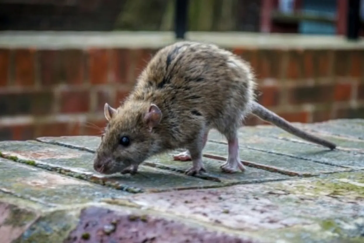 Štakor prenio hepatitis na čovjeka u Berlinu