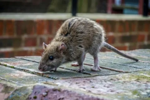 Štakor prenio hepatitis na čovjeka u Berlinu