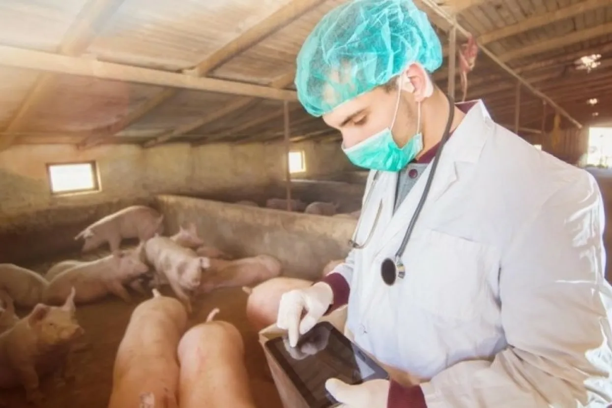 U BiH novi slučajevi afričke svinjske kuge mjestima uz granicu s Hrvatskom i Srbijom