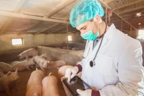 U BiH novi slučajevi afričke svinjske kuge mjestima uz granicu s Hrvatskom i Srbijom