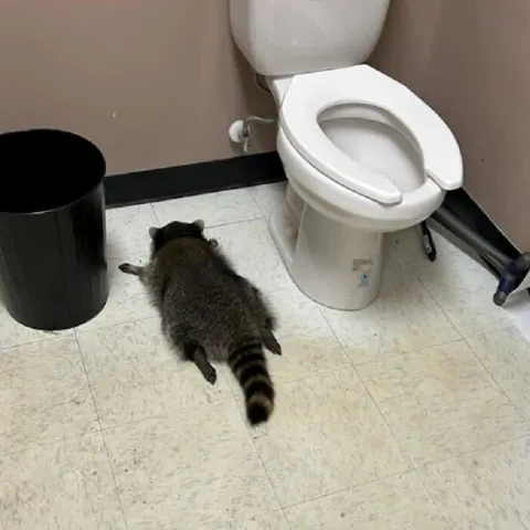 Rakun provalio u dućan s alkoholom u SAD-u, napio se i onesvijestio u WC-u