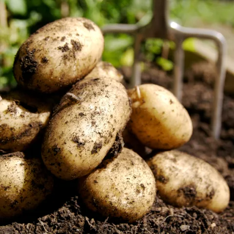 A small pile of potatoes freshly dug from the ground.