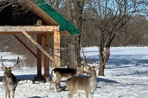 Jeleni lopatari - novi turistički potencijal Livna