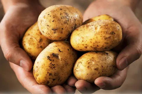 Sadnja "ljubu&scaron;kog ranog" pri kraju, u veljači se očekuje početak vanjske proizvodnje