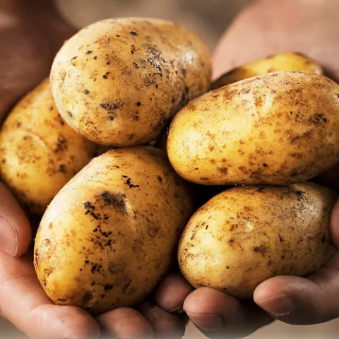 Sadnja "ljubu&scaron;kog ranog" pri kraju, u veljači se očekuje početak vanjske proizvodnje