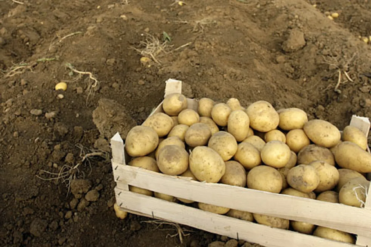 Jedemo krumpir iz Egipta, luk iz Kine, grah iz Maroka i Argentine&hellip;
