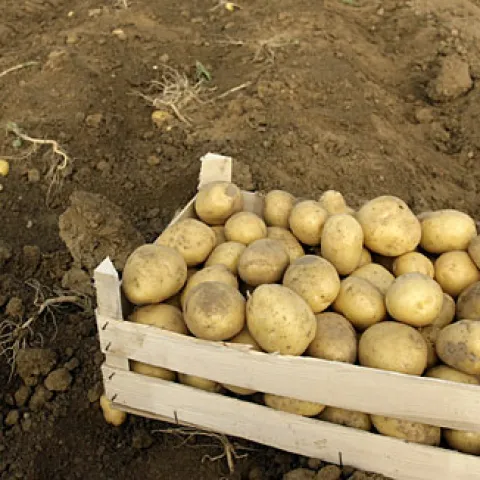 Jedemo krumpir iz Egipta, luk iz Kine, grah iz Maroka i Argentine&hellip;