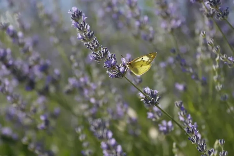 Lavanda u Hercegovini