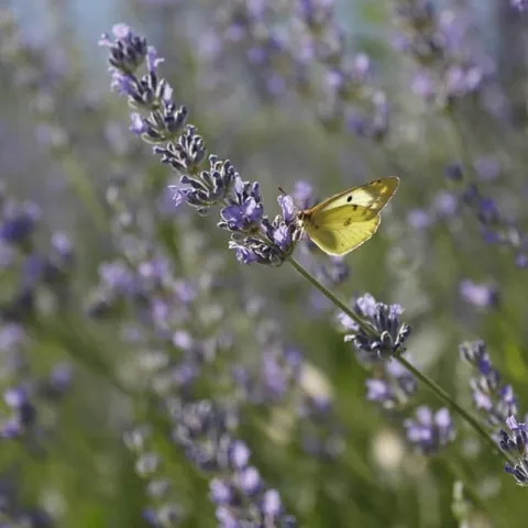 Lavanda u Hercegovini