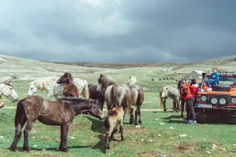 Livno ovog ljeta ima adute koje turisti sve vi&scaron;e traže: Divlji konji, Sturba i sir