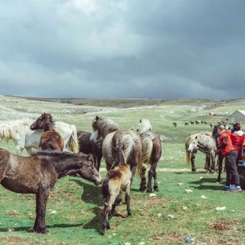 Livno ovog ljeta ima adute koje turisti sve vi&scaron;e traže: Divlji konji, Sturba i sir