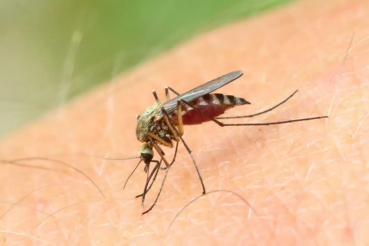 Europom se ubrzano &scaron;iri virus Zapadnog Nila: Zahvaćena i jedna zemlja regije