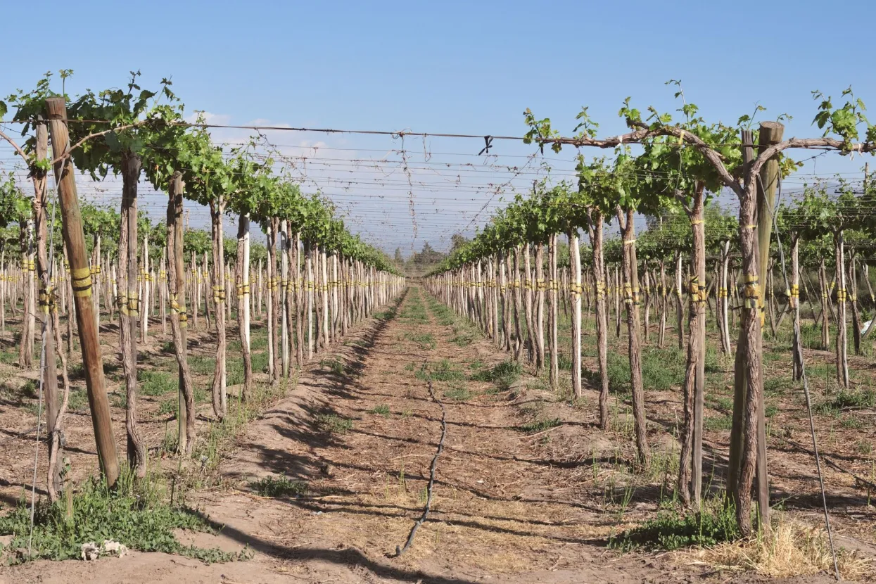 Vinograd.