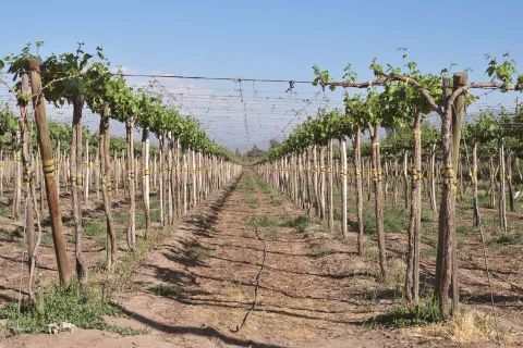 Vinograd.